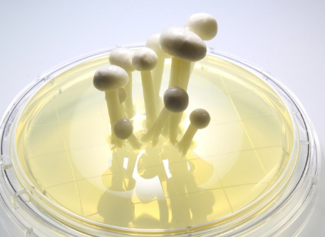 Golden Biotechのベニクスノキタケ菌糸体